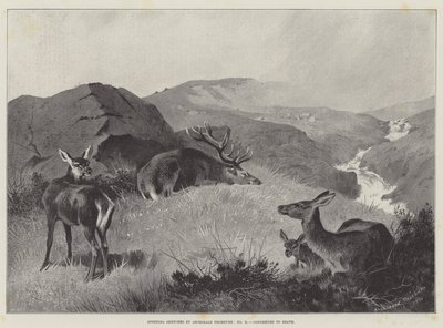Sporting Sketches, Condemned to Death by Archibald Thorburn